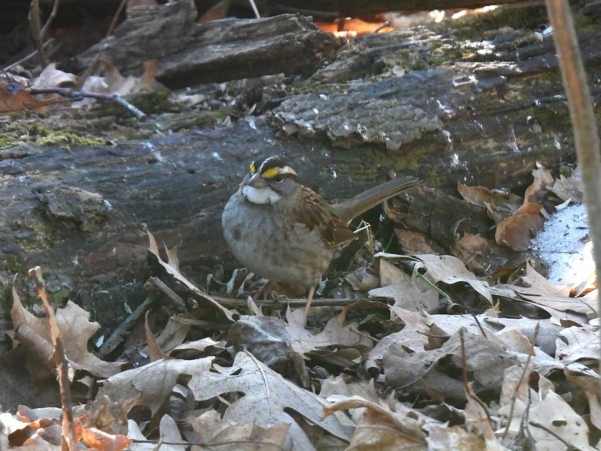 White-throated Sparrow - Cathy Olyphant