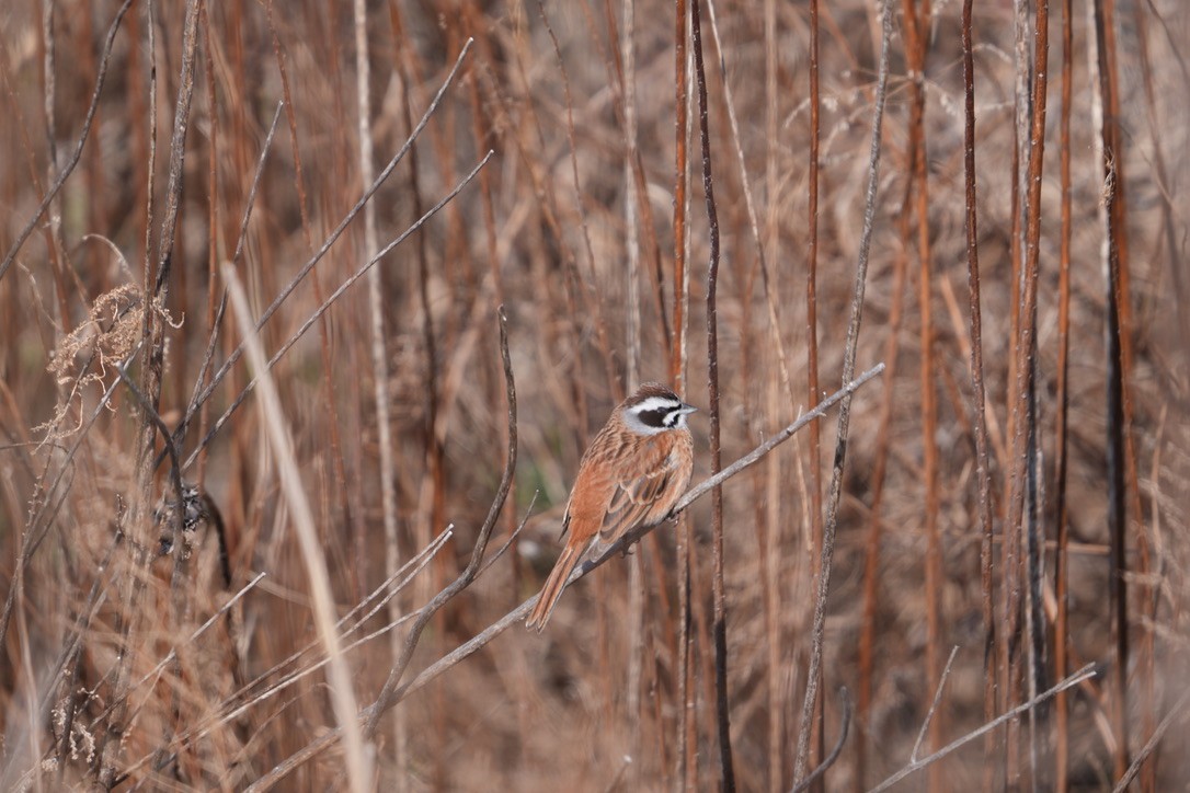 Meadow Bunting - Satoshi Ito