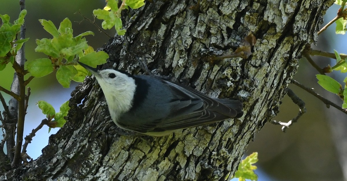 White-breasted Nuthatch - ML616543114