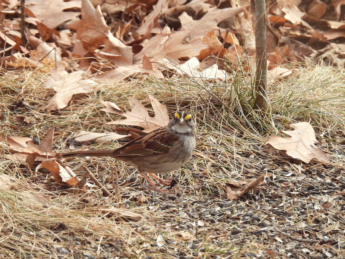 White-throated Sparrow - Cathy Olyphant