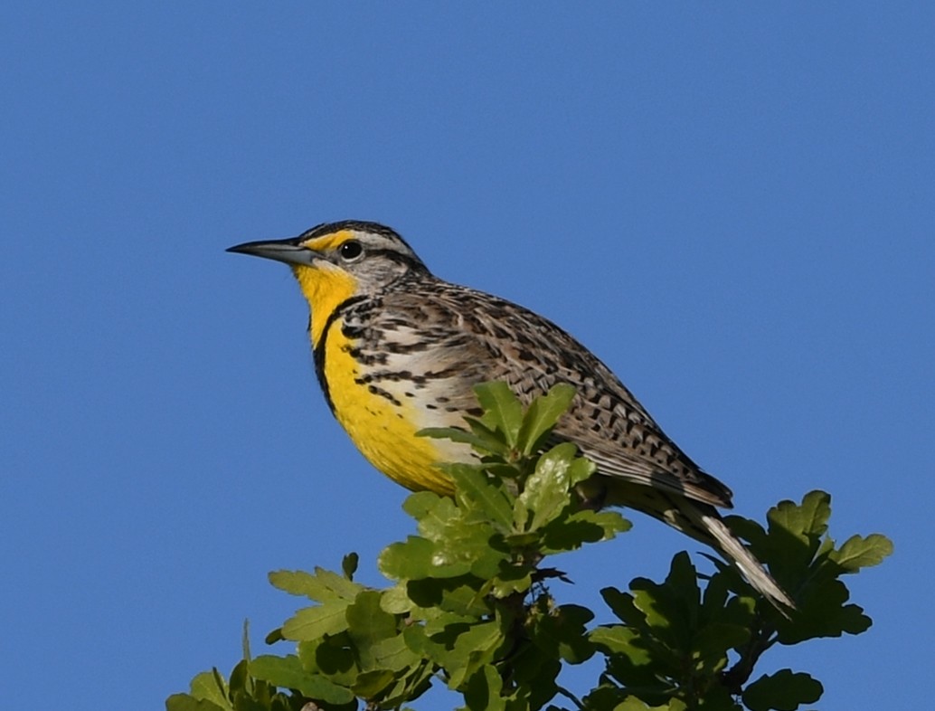 Western Meadowlark - ML616543132