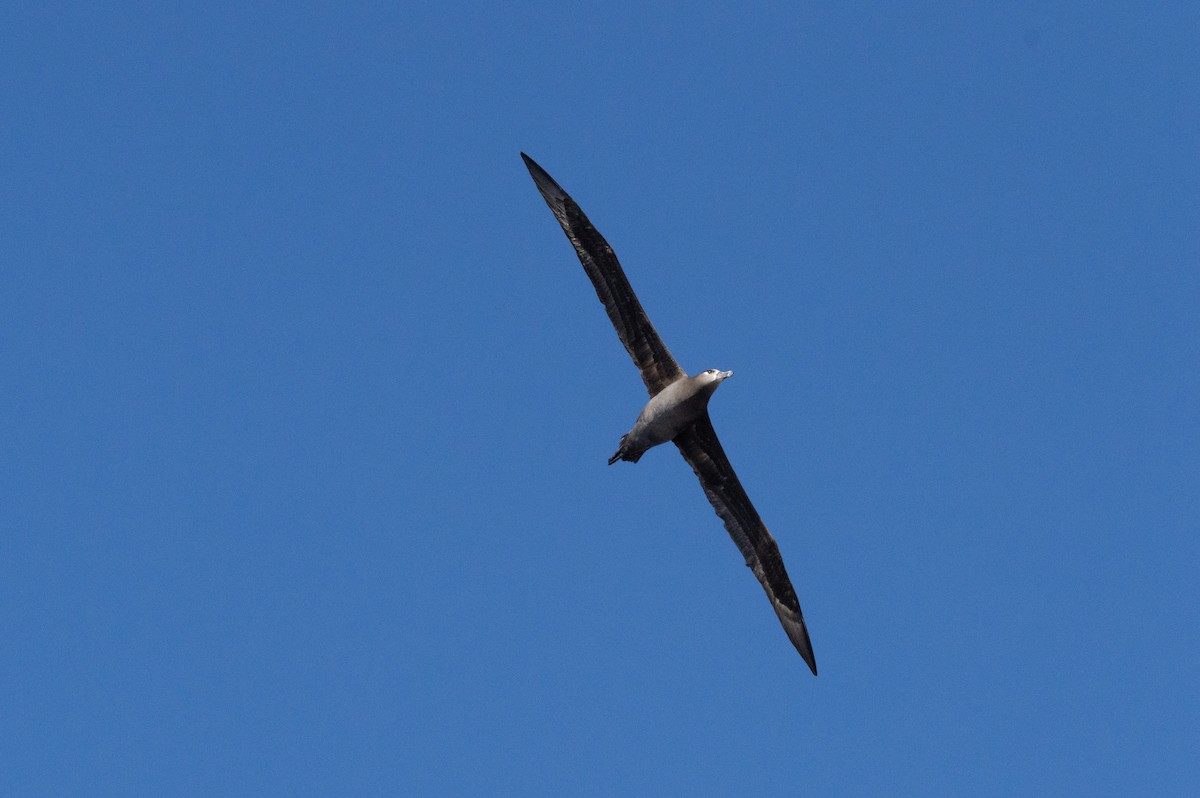 Black-footed Albatross - Alana Pizarro