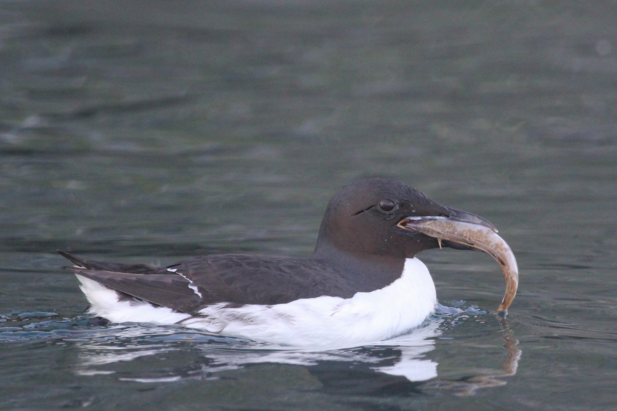 Thick-billed Murre - ML616543138