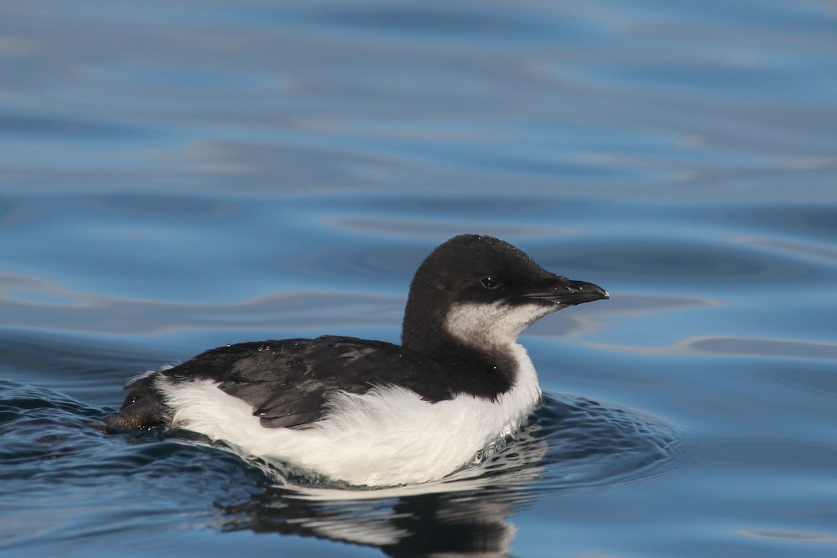 Thick-billed Murre - ML616543139