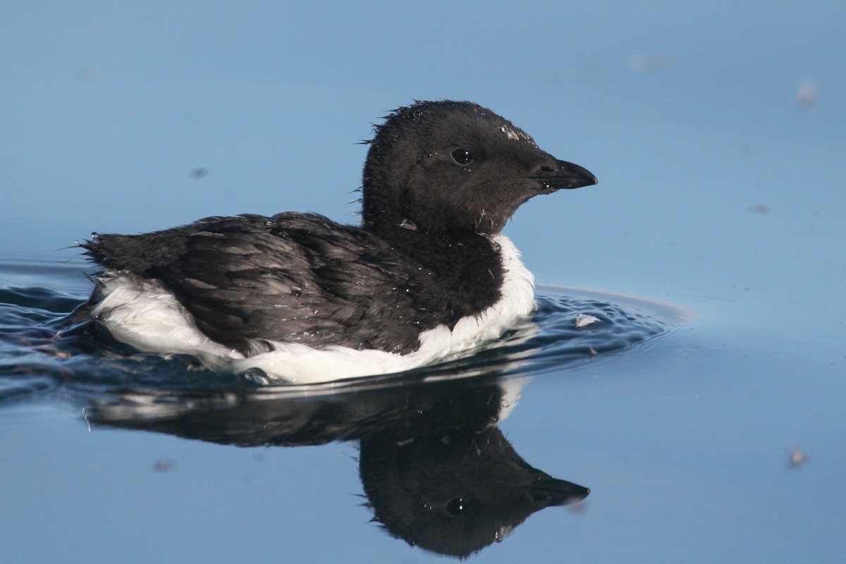 Thick-billed Murre - ML616543145