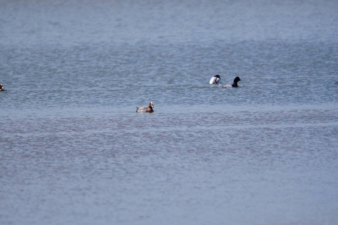 Eurasian Wigeon - Satoshi Ito