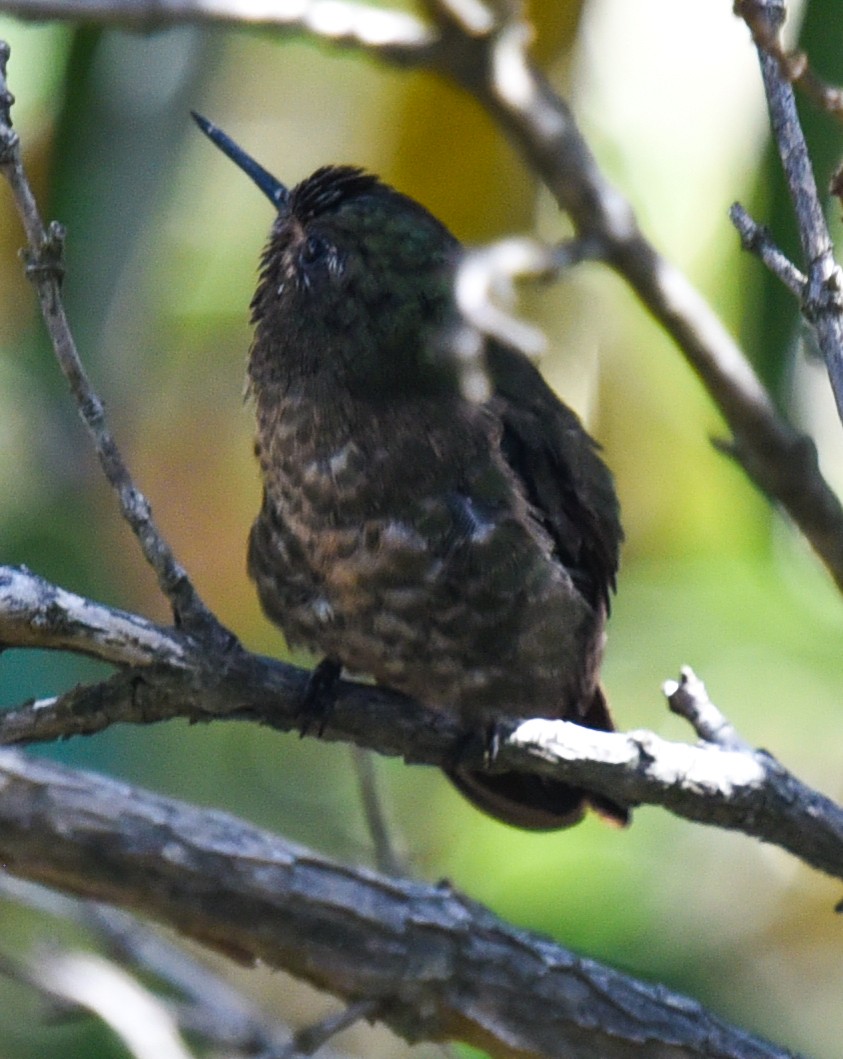 kolibřík dřišťálový (ssp. tyrianthina/quitensis) - ML616543169