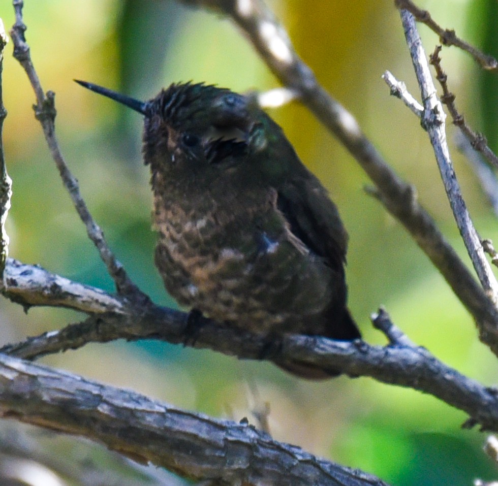 kolibřík dřišťálový (ssp. tyrianthina/quitensis) - ML616543170