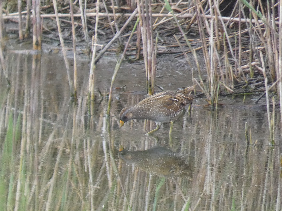 Spotted Crake - ML616543173