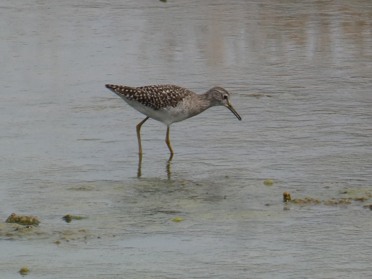 Wood Sandpiper - ML616543185