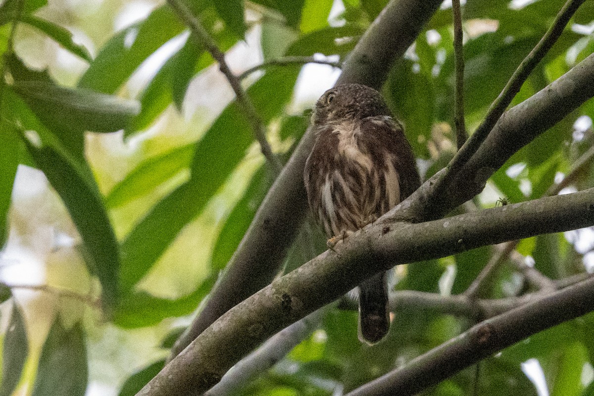 Ferruginous Pygmy-Owl - ML616543266