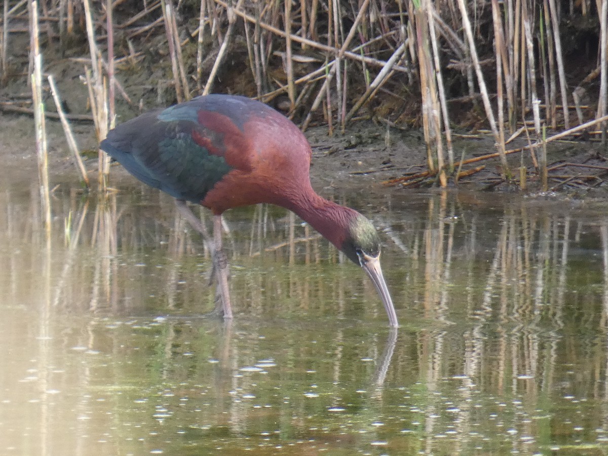 Glossy Ibis - ML616543267