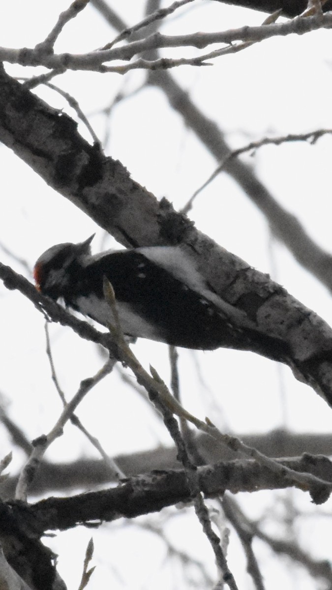 Pic mineur (leucurus/glacialis) - ML616543275