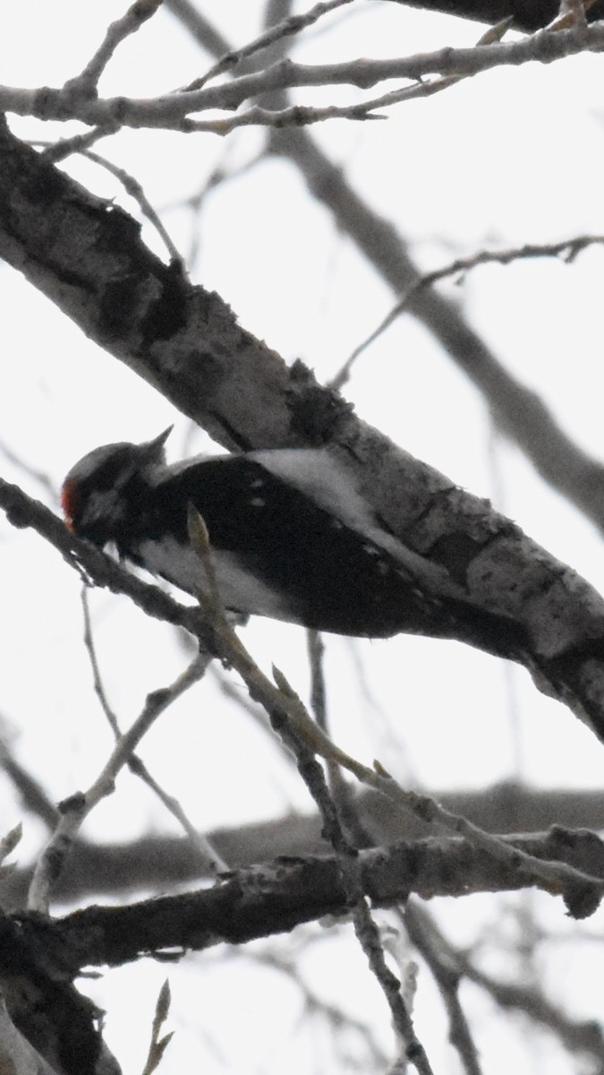 Downy Woodpecker (Rocky Mts.) - ML616543275