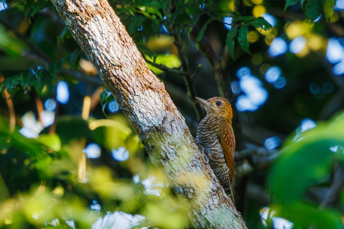 Red-stained Woodpecker - Gabriel Bonfa