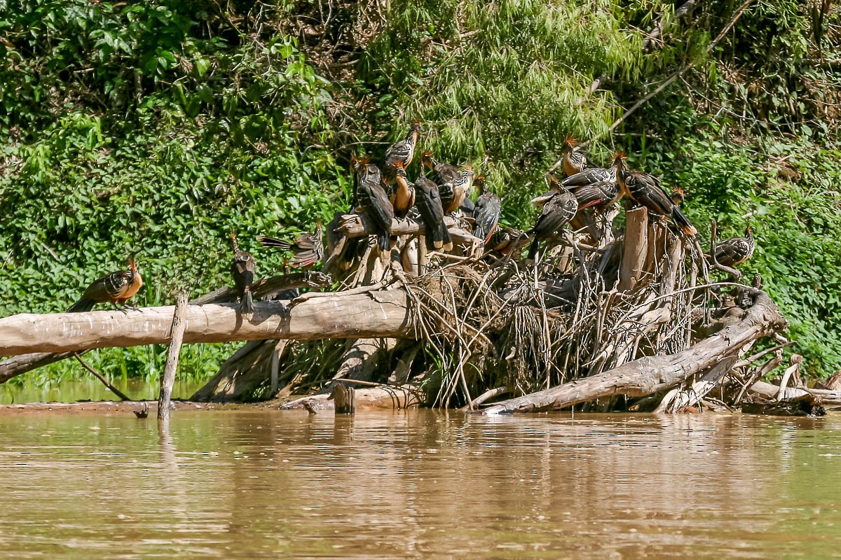 Hoatzin - ML616543350