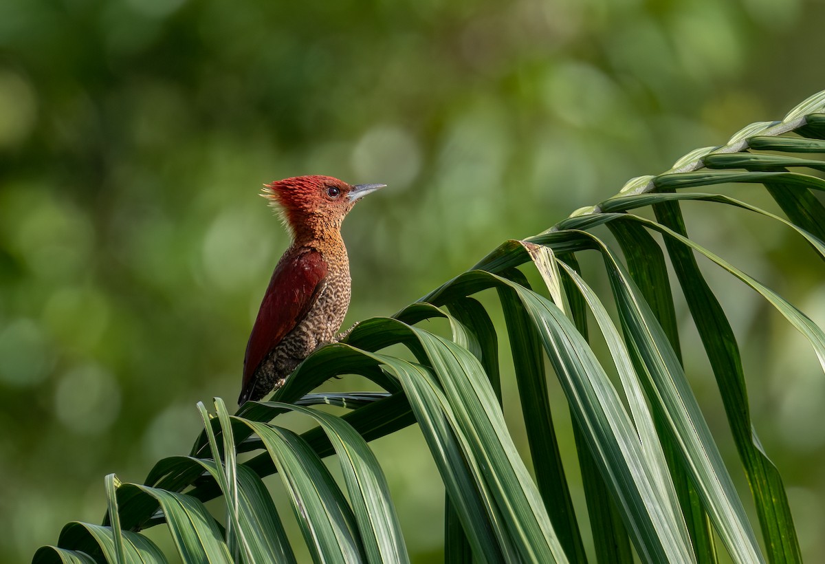 Banded Woodpecker - Chien N Lee