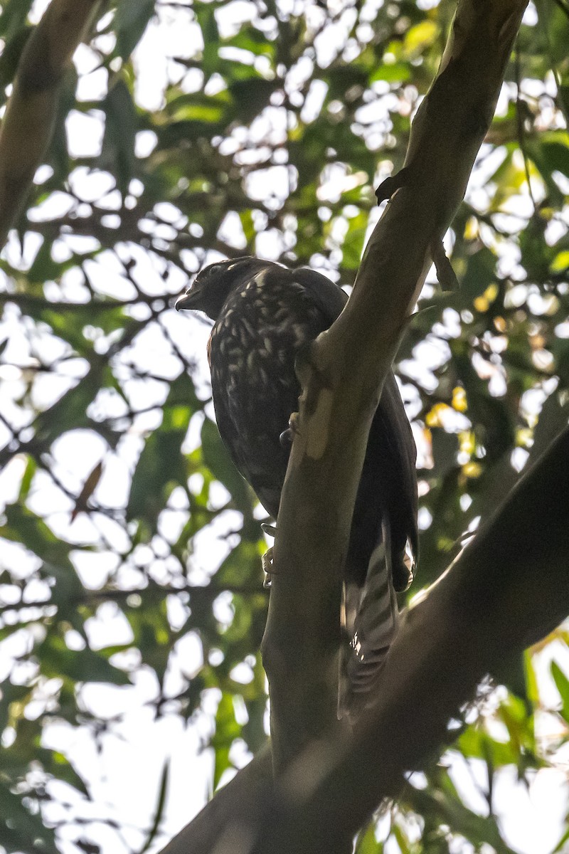 African Goshawk - ML616543452