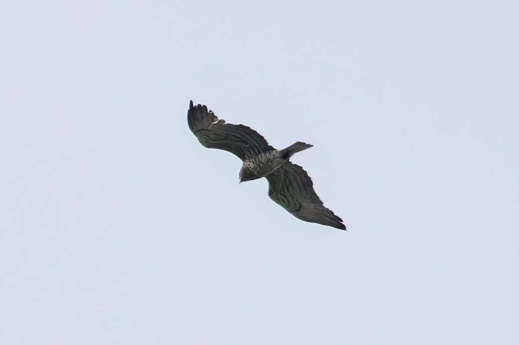 Short-toed Snake-Eagle - Stanislav Dimitrov