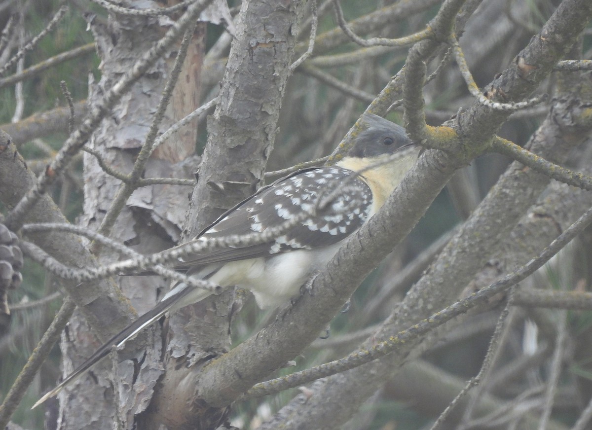 Great Spotted Cuckoo - ML616543464