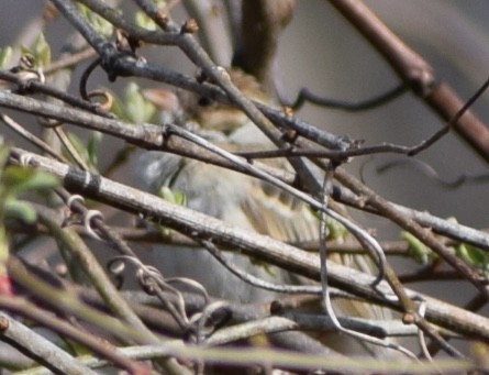 Clay-colored Sparrow - ML616543466