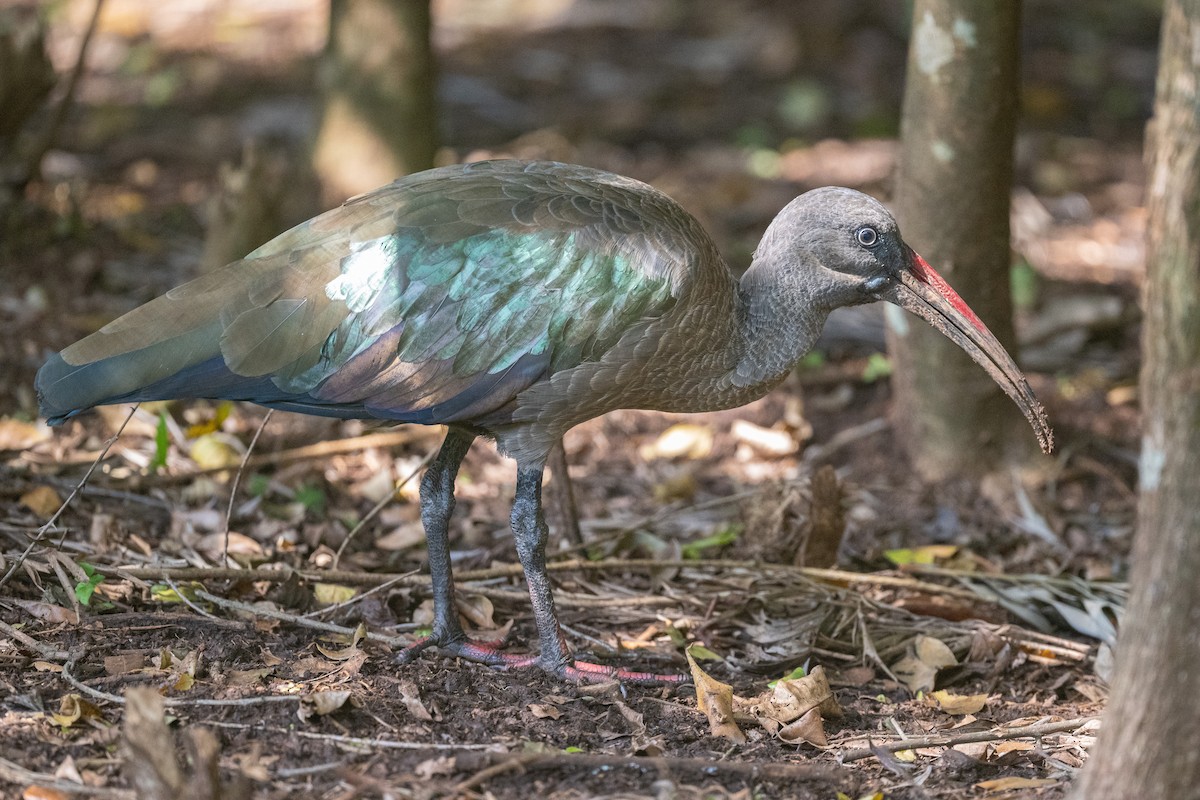 Hadada Ibis - ML616543500