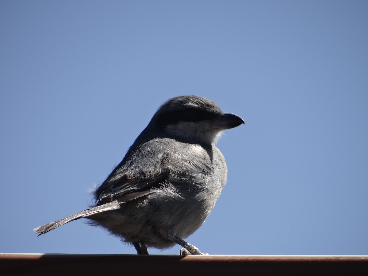 Great Gray Shrike - ML616543512