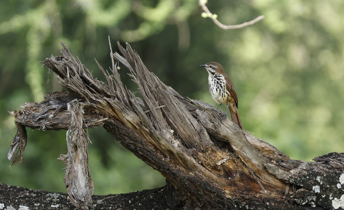 Spotted Morning-Thrush - Dave Powell