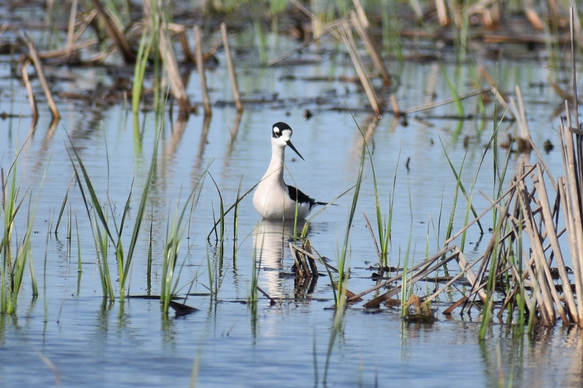 Black-necked Stilt - ML616543555