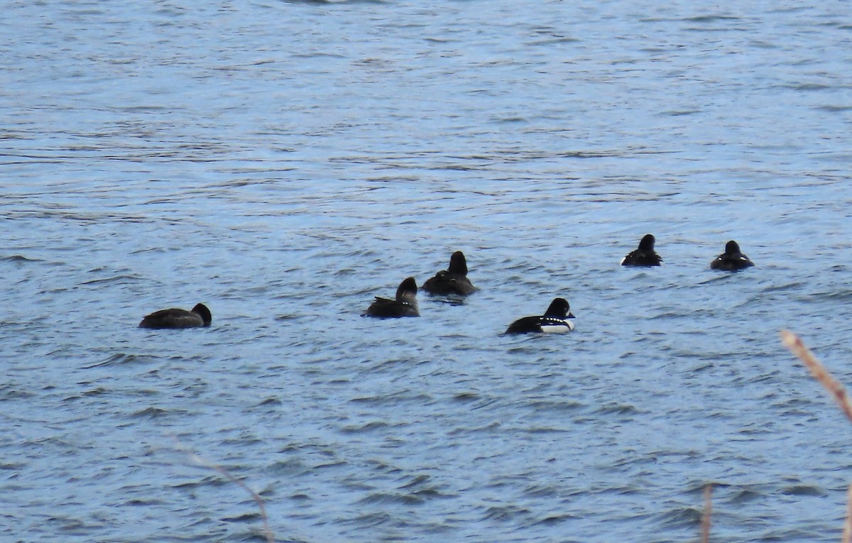 Barrow's Goldeneye - ML616543648