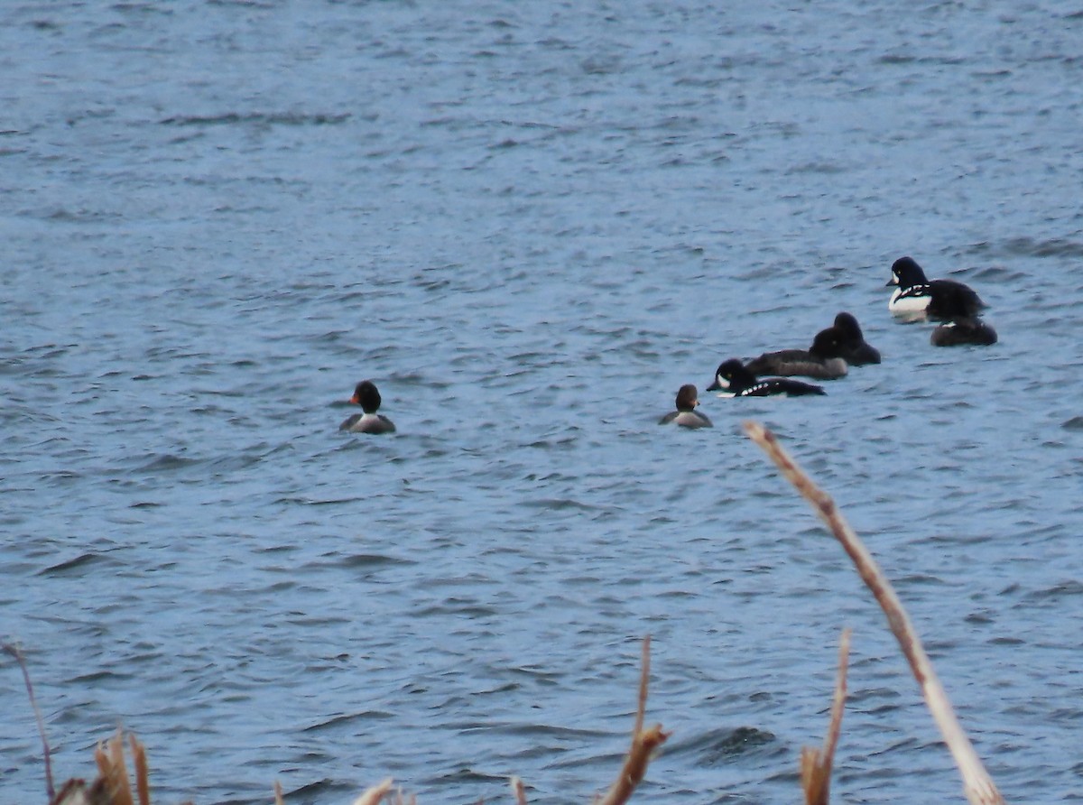 Barrow's Goldeneye - ML616543649