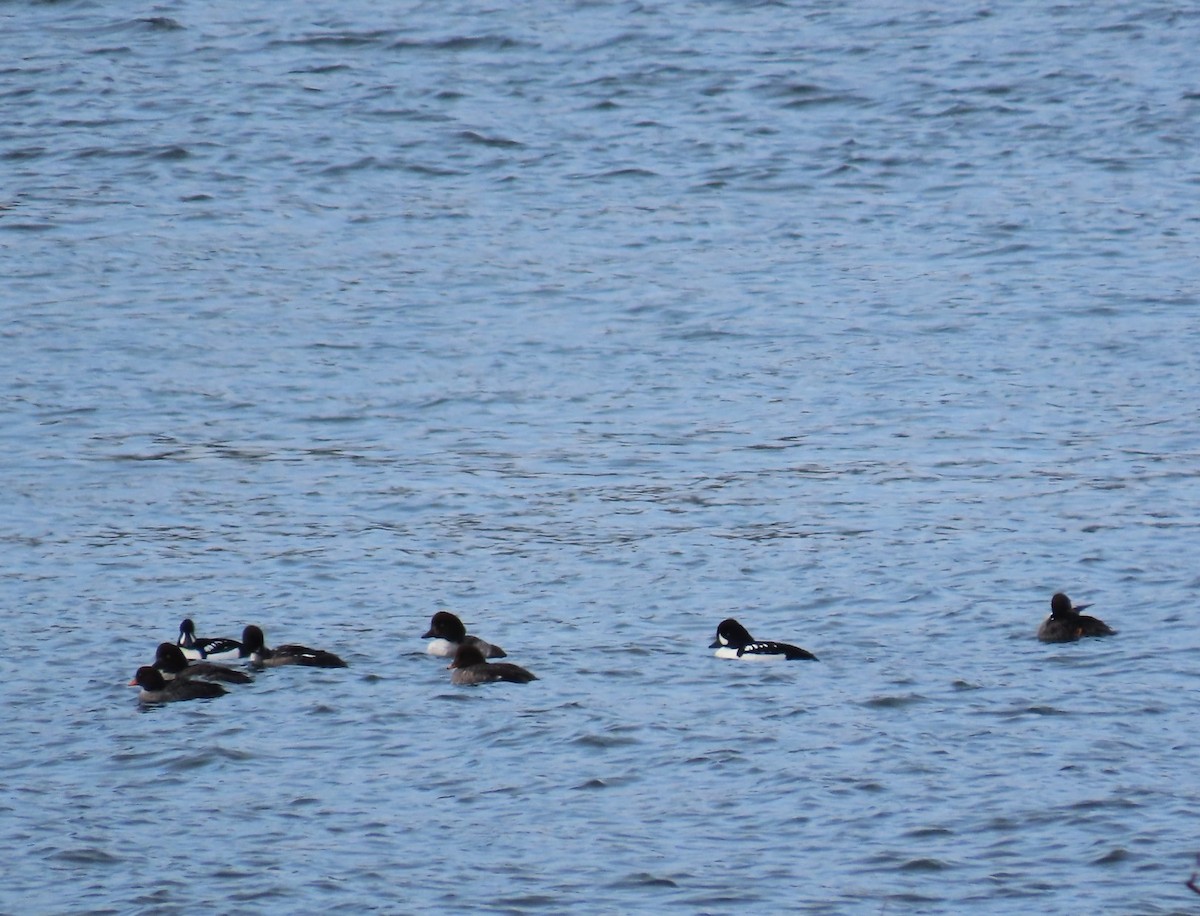 Barrow's Goldeneye - ML616543650