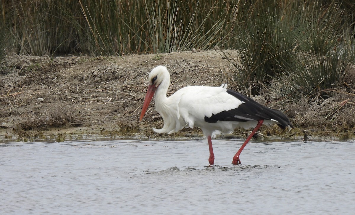 White Stork - pierre geoffray