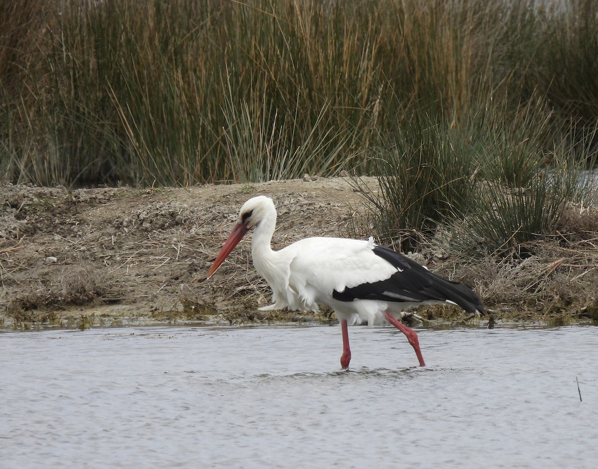 White Stork - pierre geoffray