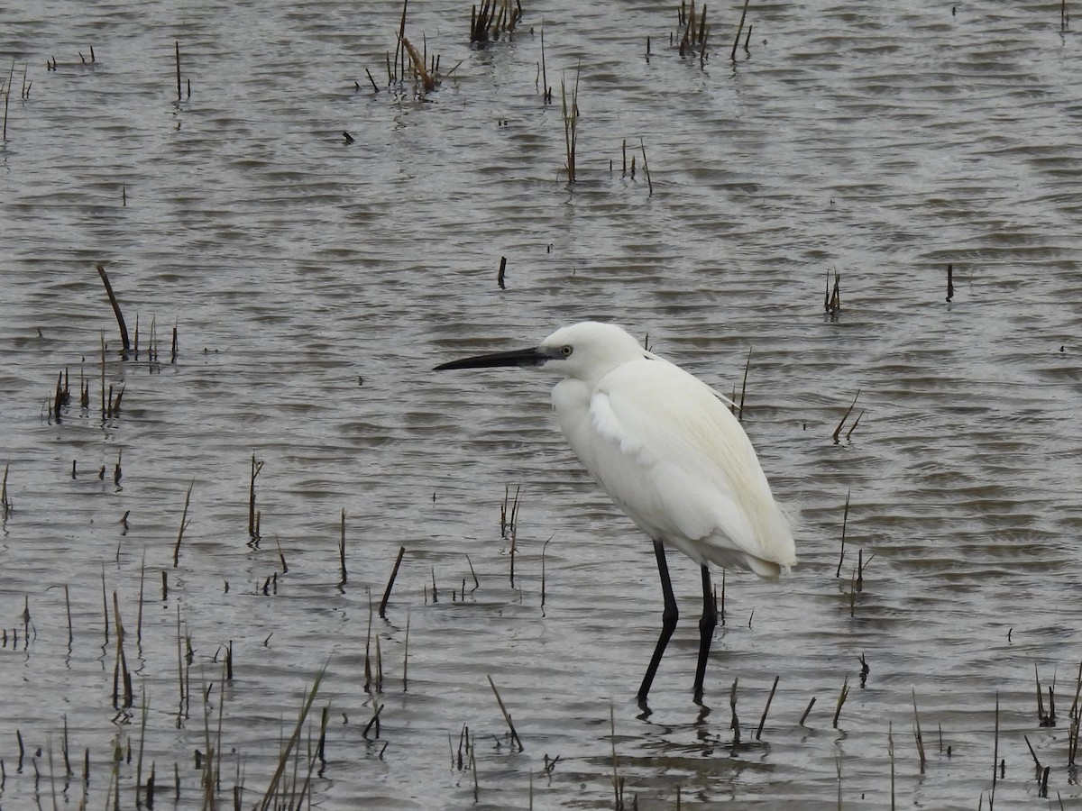 Little Egret - pierre geoffray