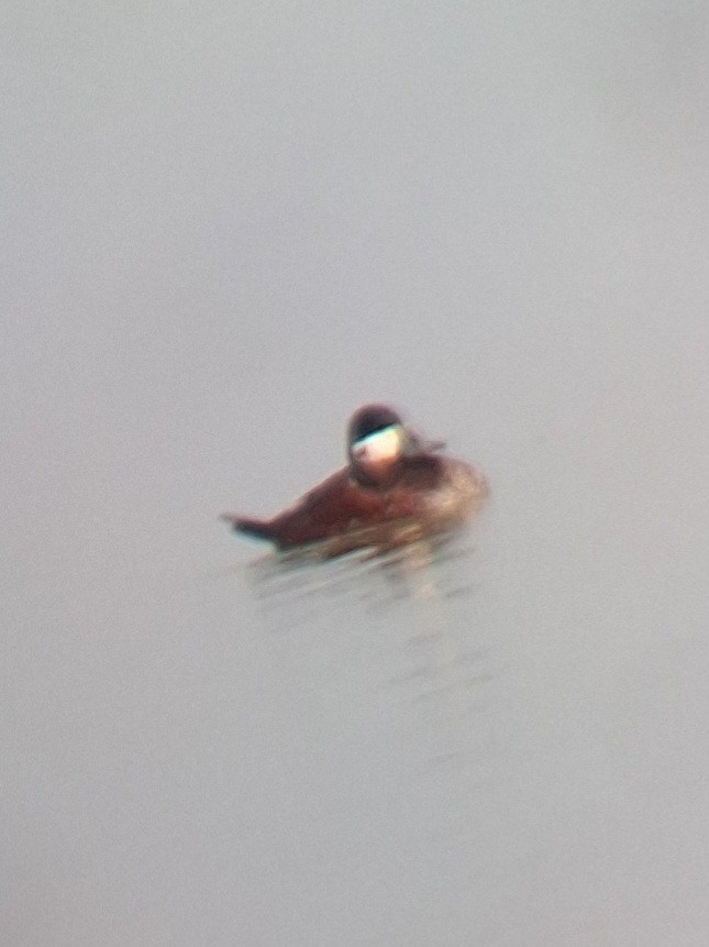 Ruddy Duck - ML616543710