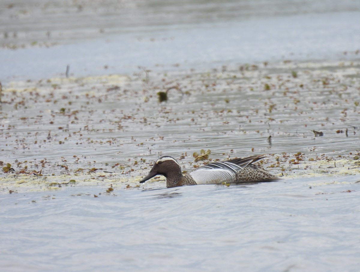 Garganey - pierre geoffray