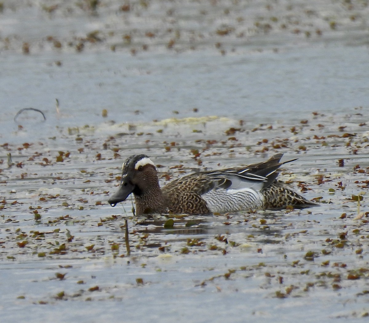 Garganey - pierre geoffray