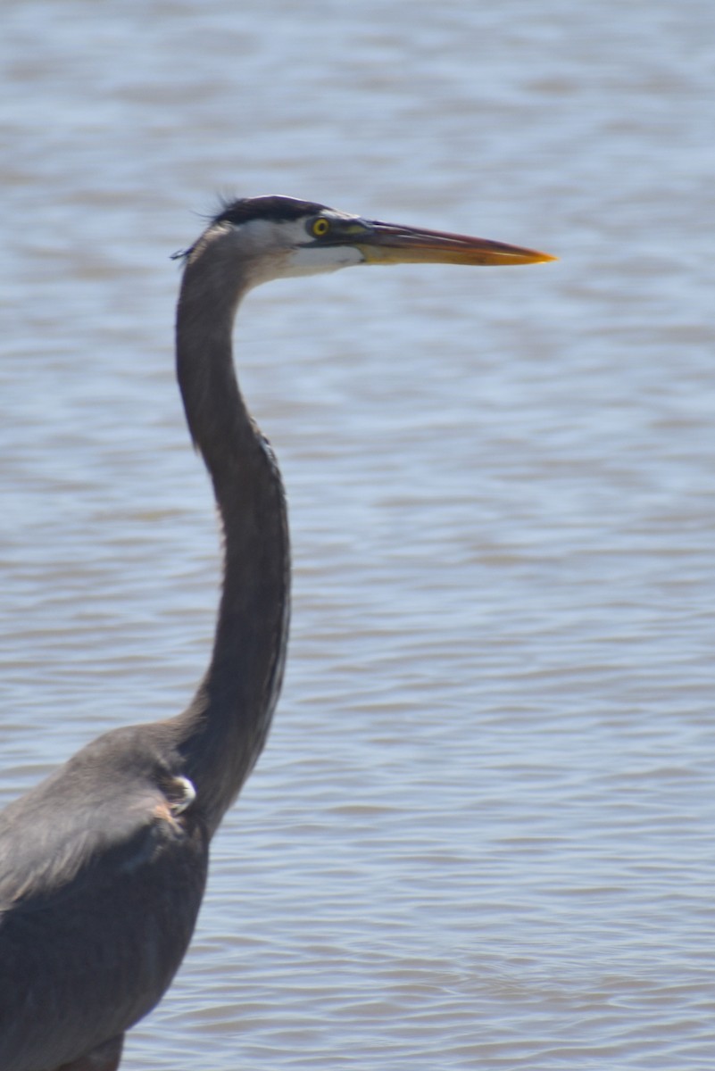 Great Blue Heron - ML616543755