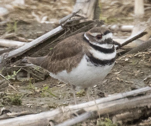 Killdeer - ML616543760