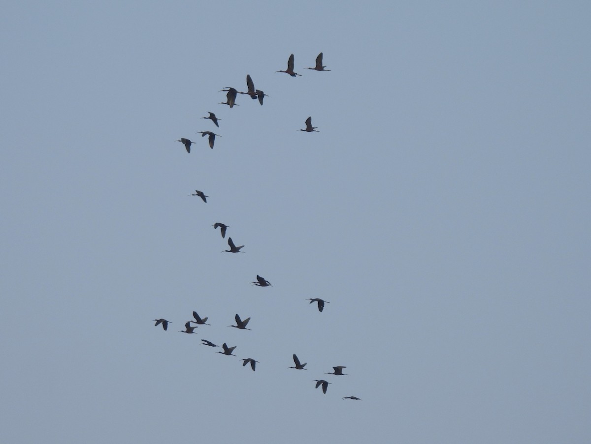 ibis hnědý - ML616543810