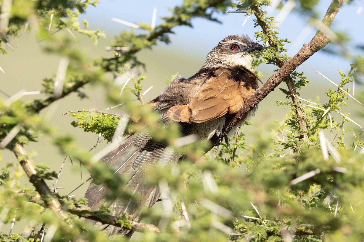 White-browed Coucal - ML616543851