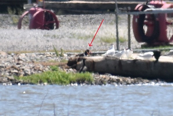 American Oystercatcher - ML616543852