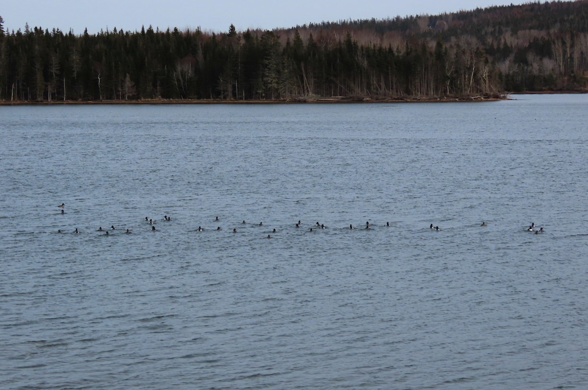 Common Goldeneye - ML616543926