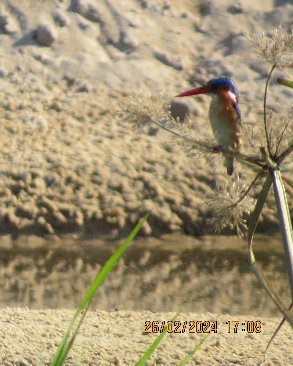 Malachite Kingfisher - Gary Bletsch