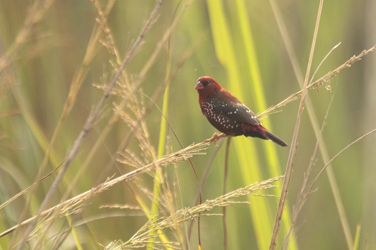 Red Avadavat - Harmeet Basur