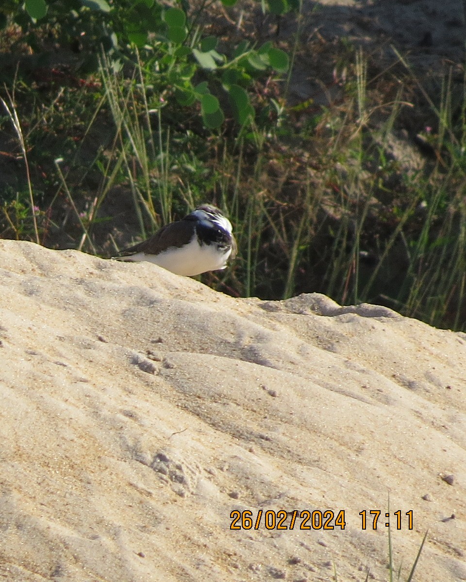 Three-banded Plover - Gary Bletsch