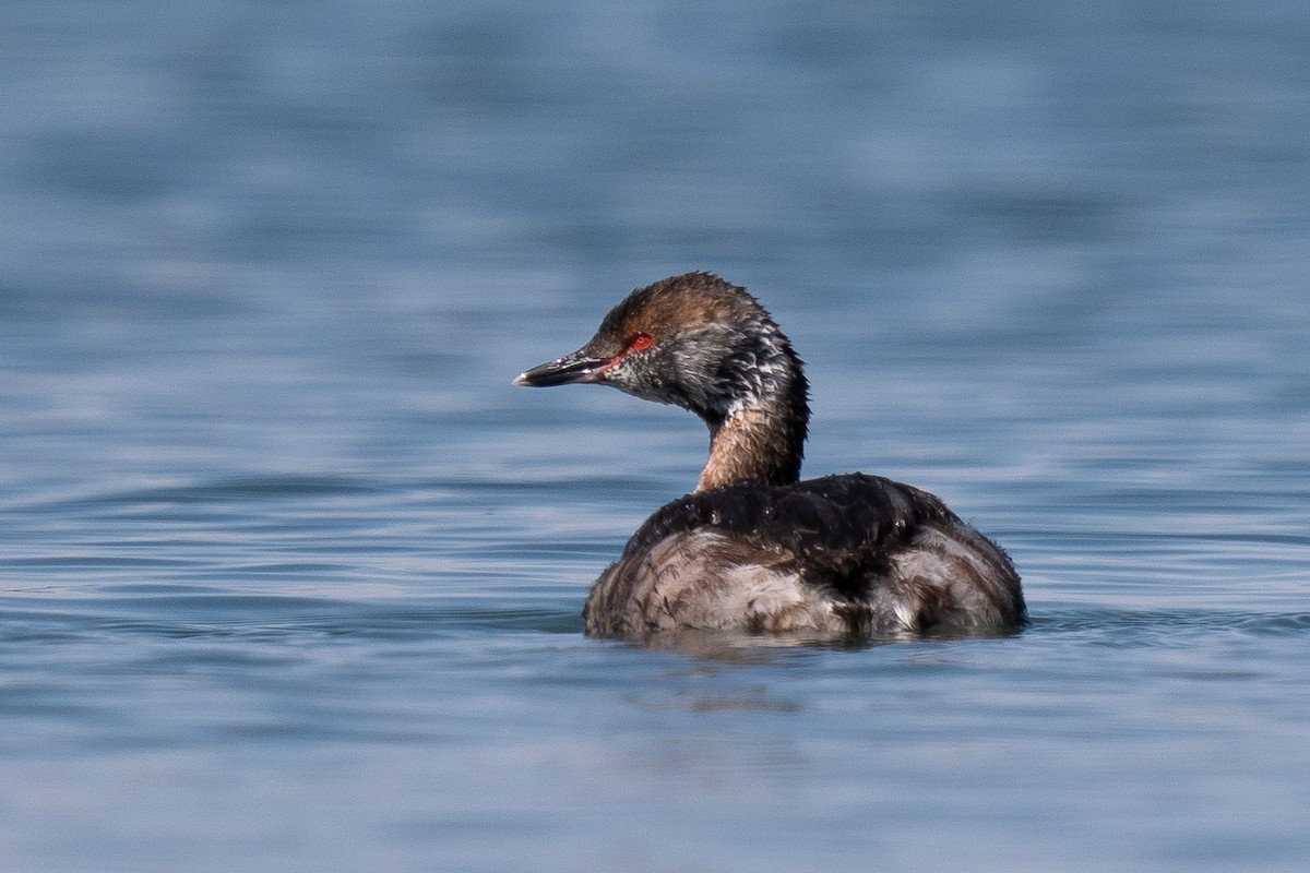 Horned Grebe - ML616544020