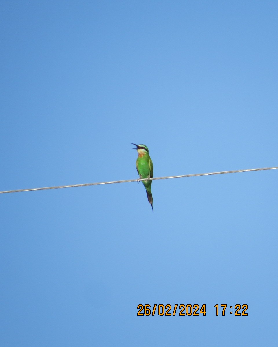 Blue-cheeked Bee-eater - Gary Bletsch