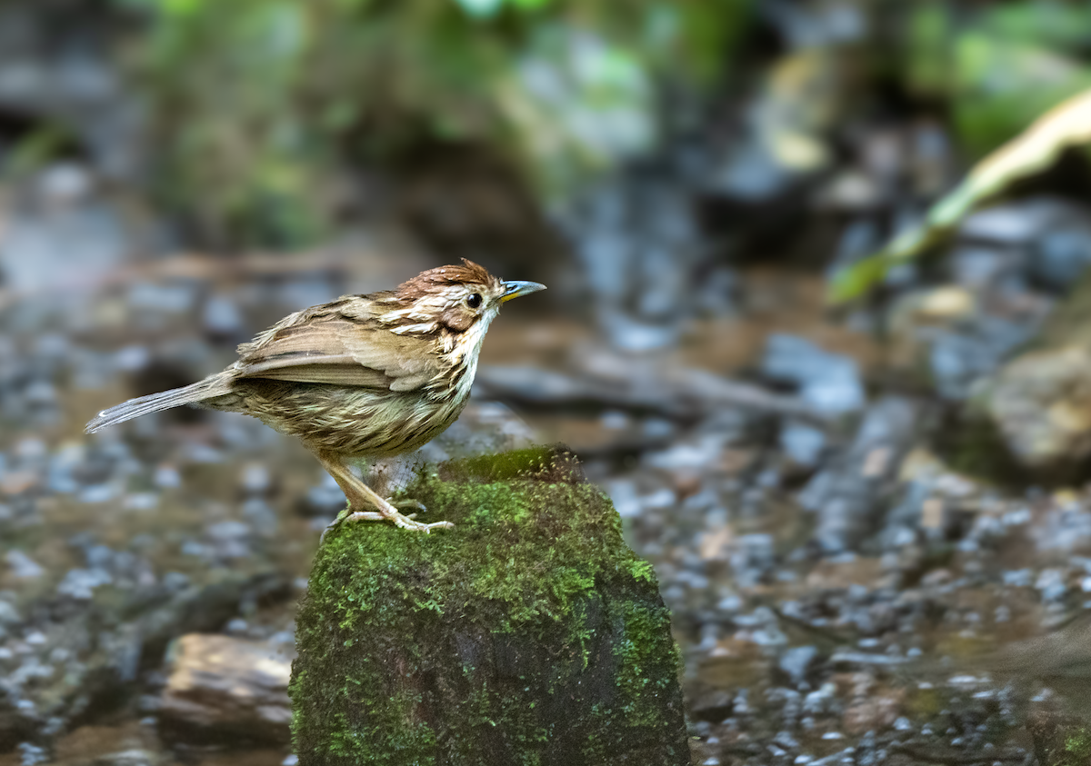 Puff-throated Babbler - ML616544045